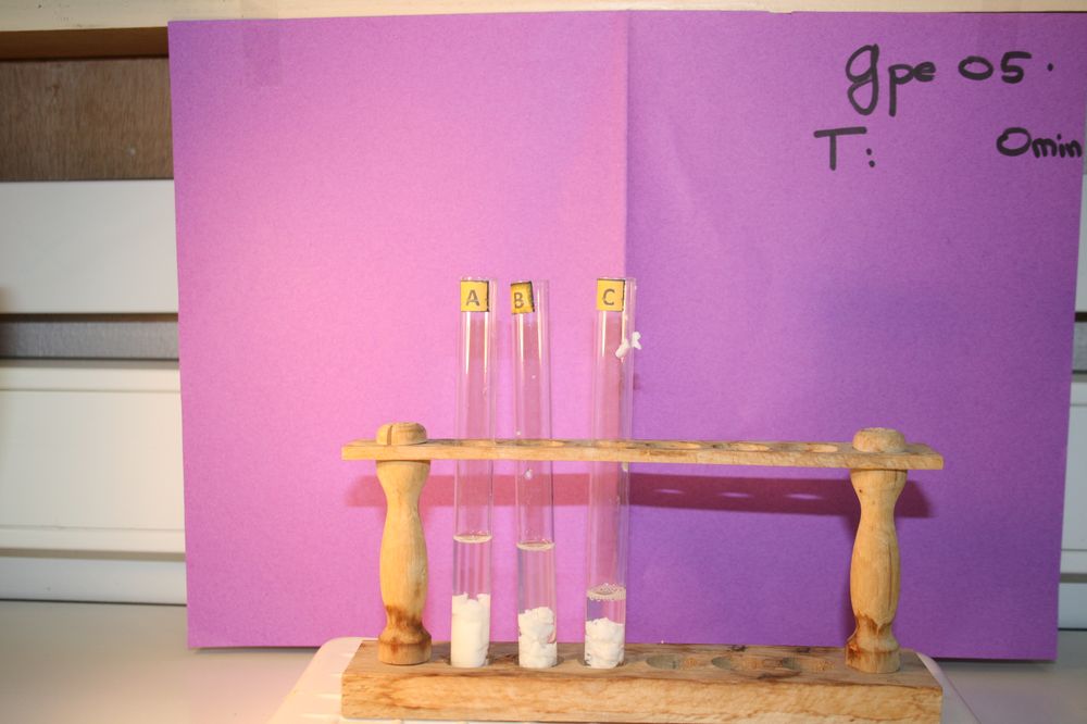 gal/LES_CINQUIEMES/ACTIVITE DIGESTION IN VITRO/Groupe_05/Groupe05_T_00h00min/Groupe05_T_00h_00min_17.JPG